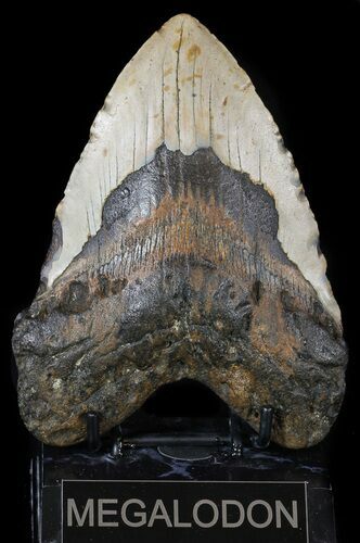 Bargain, Megalodon Tooth - North Carolina #54788